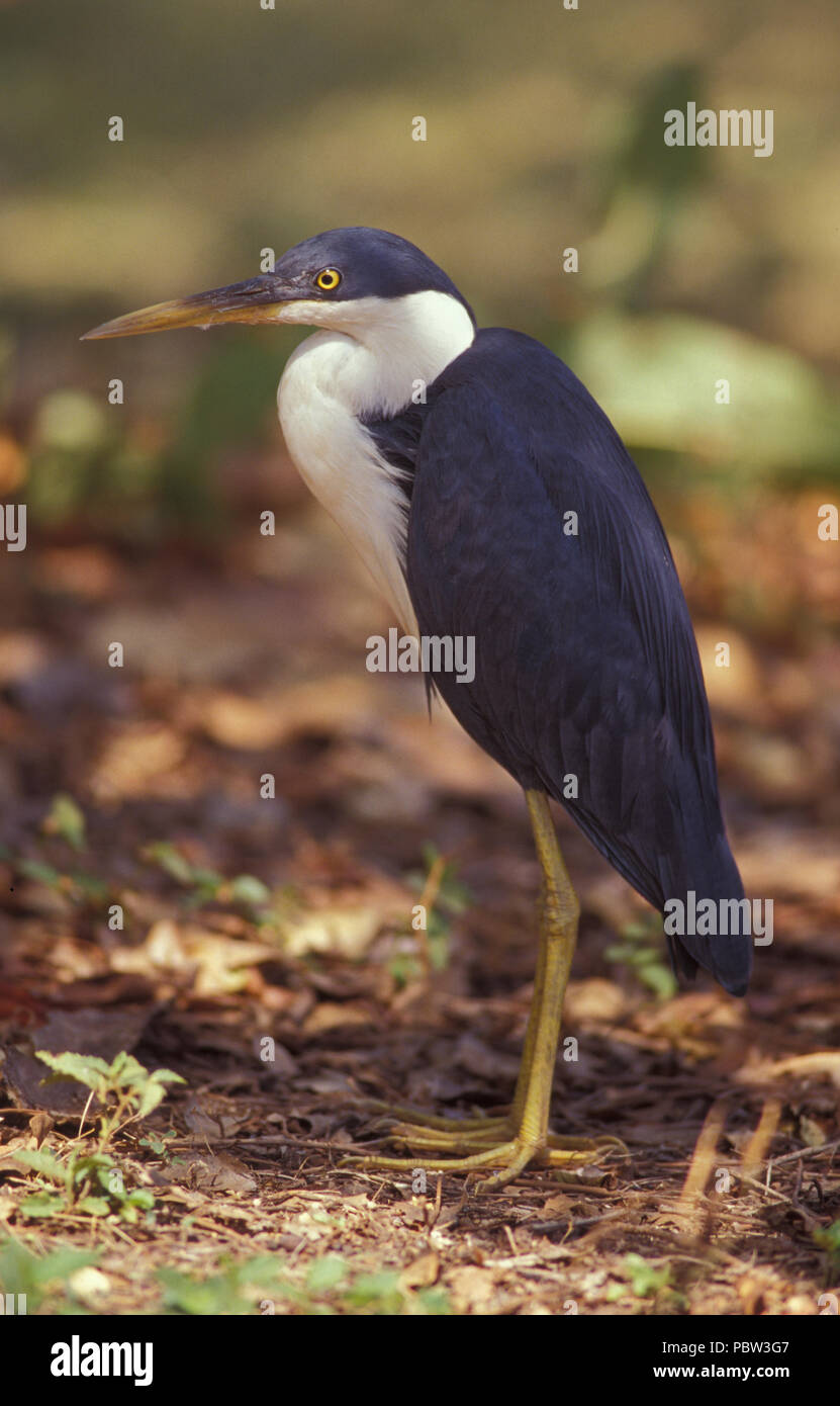 AIRONE DAL VOLTO BIANCO (ARDEA NOVAEHOLLANDIA) REGIONE DI KIMBERLEY, AUSTRALIA OCCIDENTALE Foto Stock