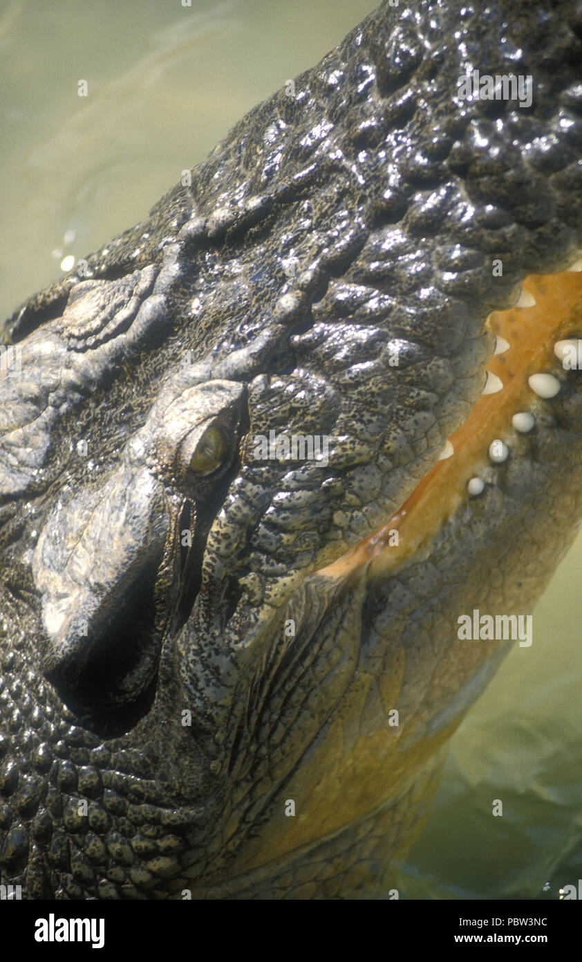 CLOSE-UP DI TESTA E osso mandibolare di un SALTWATER o coccodrilli Eustarini (CROCDYLUS POROSUS) Crocodile Park, il Territorio del Nord, l'Australia. Foto Stock
