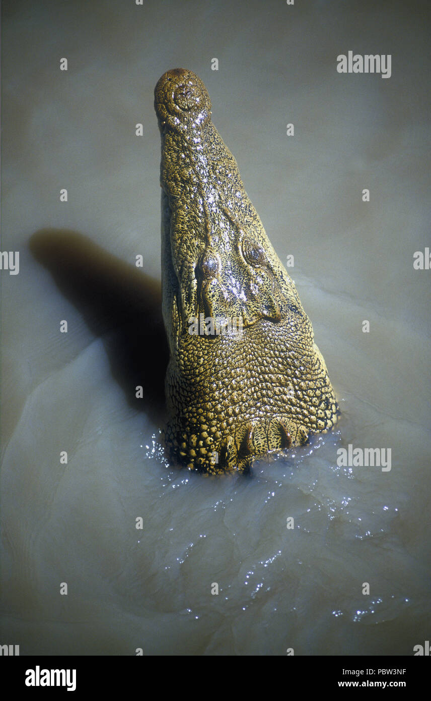 Un coccodrillo di acqua salata, CROCDYLUS POROSUS, Adelaide River, Territorio del Nord, l'AUSTRALIA Foto Stock