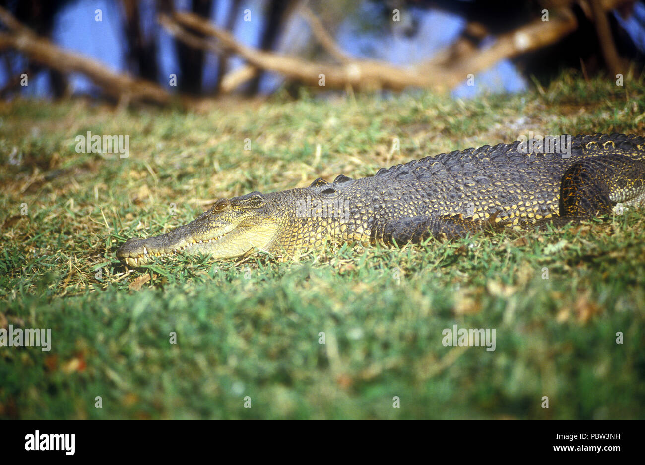 Un coccodrillo di acqua salata (Crocodylus porosus) sulle rive del fiume di Reynolds, Territorio del Nord, l'AUSTRALIA Foto Stock