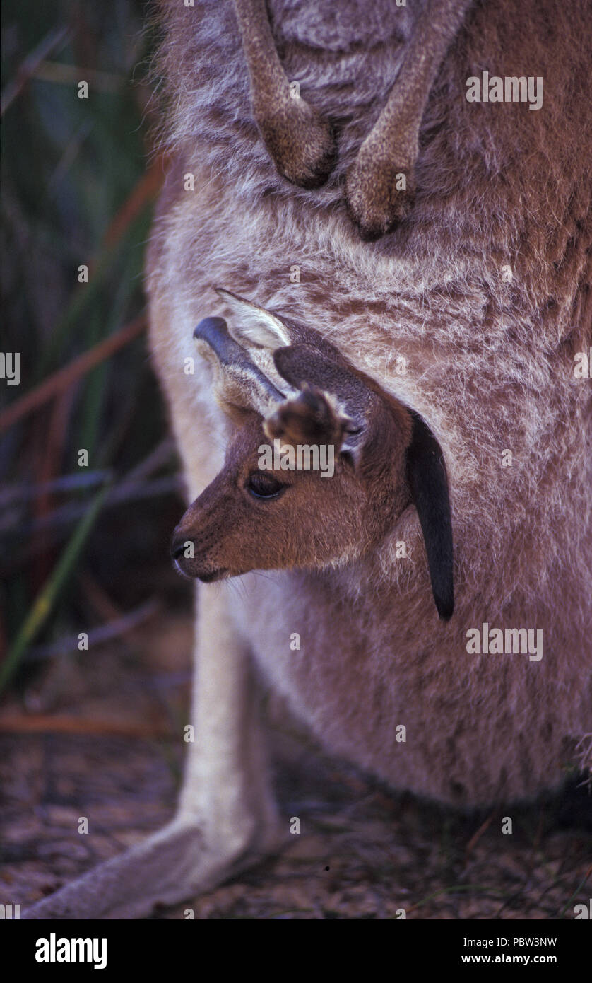 Un occidentale Canguro grigio (MACROPUS FILIGINOSUS OCYDROMUS) con Joey nella sacca, CAPE LE GRANDE, Western Australia. Foto Stock