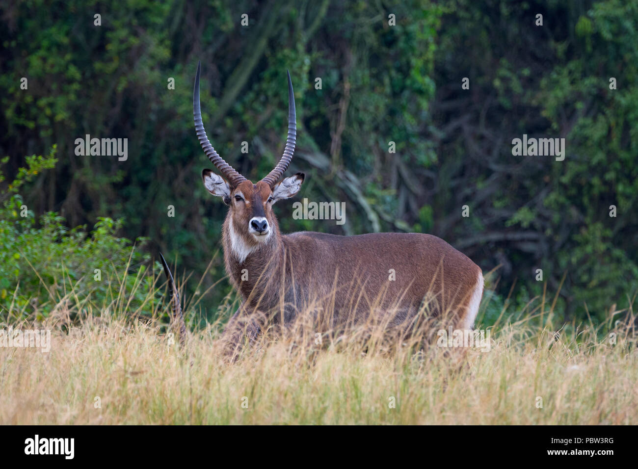 Waterbuck, (Kobus Ellipsiprymnus) maschio, Ram (defassa), Queen Elizabeth National Park, Uganda Foto Stock