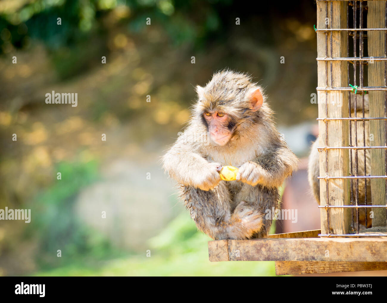 Un bambino Macaque giapponese (Macaca fuscata), a.k.a. snow monkey, mangia una banana a Iwatayama Monkey Park sul Monte Arashiyama, Arashiyama, Kyoto, Giappone Foto Stock