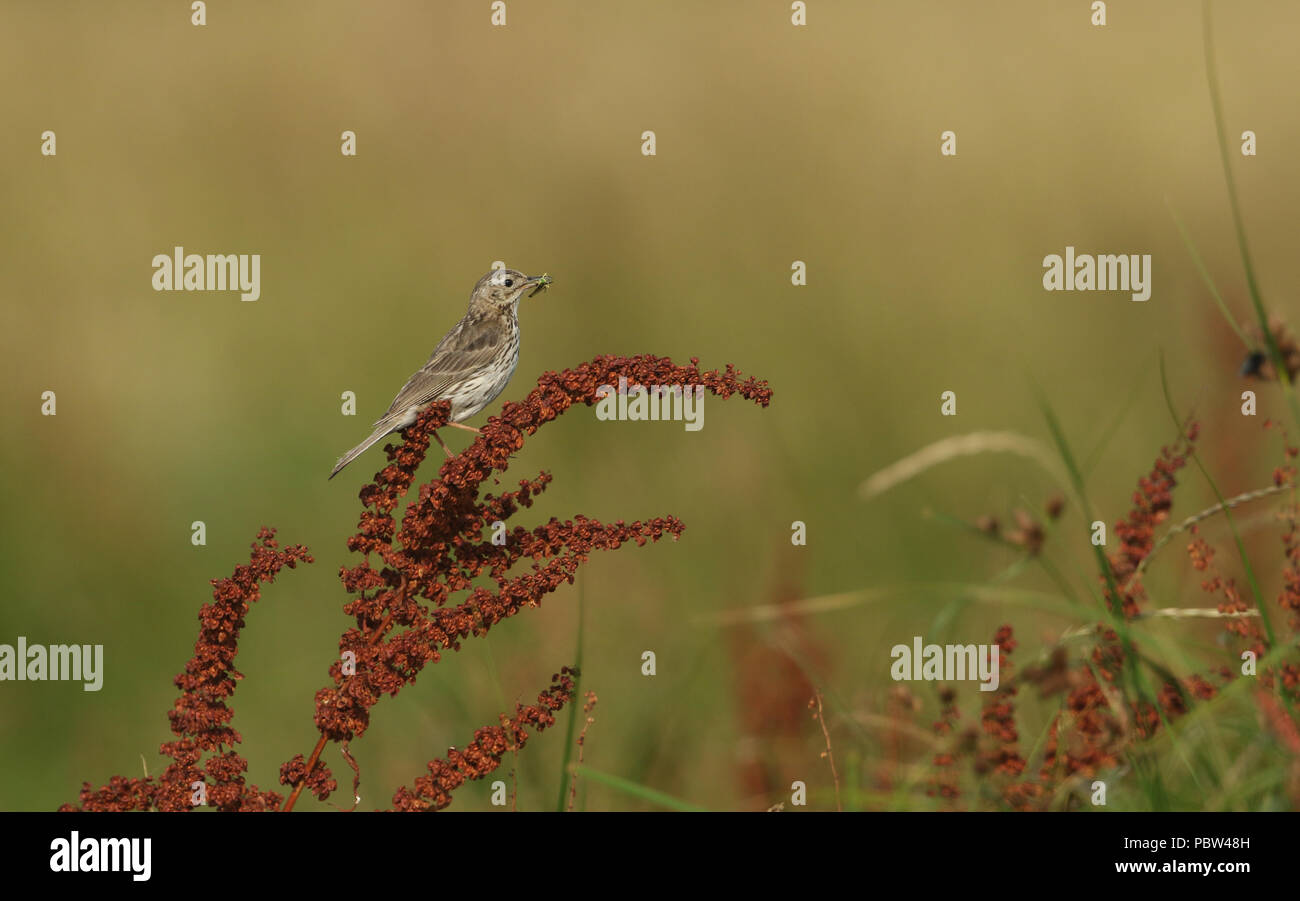 Un bel prato Pipit (Anthus pratensis) appollaiate su una di latifoglie impianto doc con una cavalletta nel becco per i suoi neonati, che sono in un nido sul Foto Stock