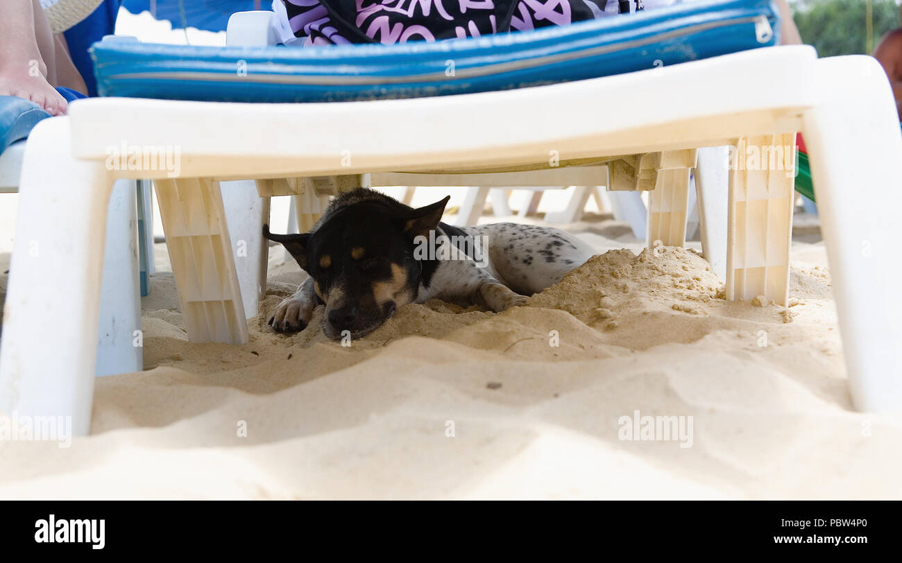 Stanco cane dorme sotto una chaise longue. Thailandia. Foto Stock