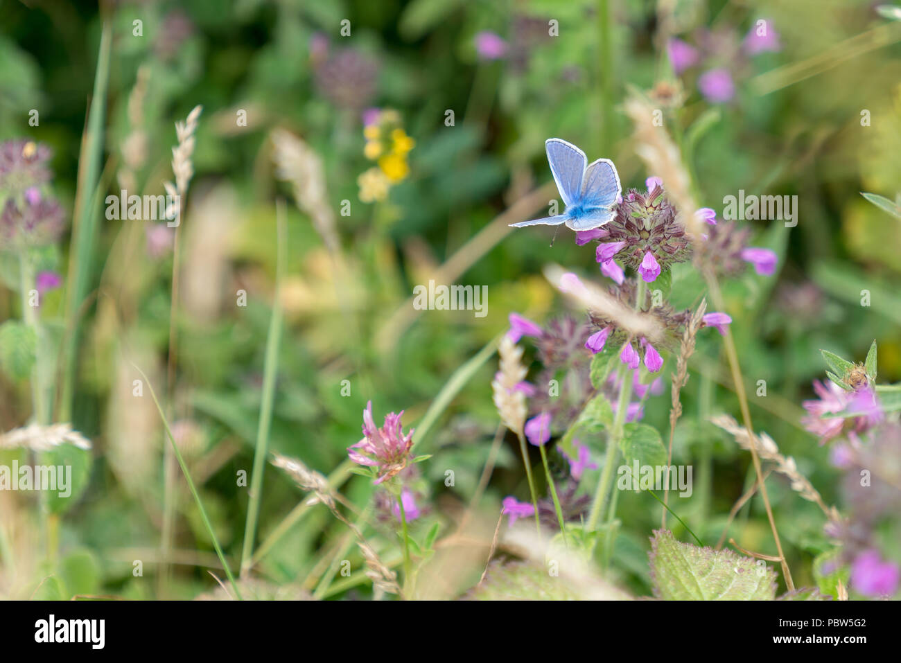 Adonis Blue Butterfly (Polyommatus bellargus) alimentazione su un fiore rosa Foto Stock