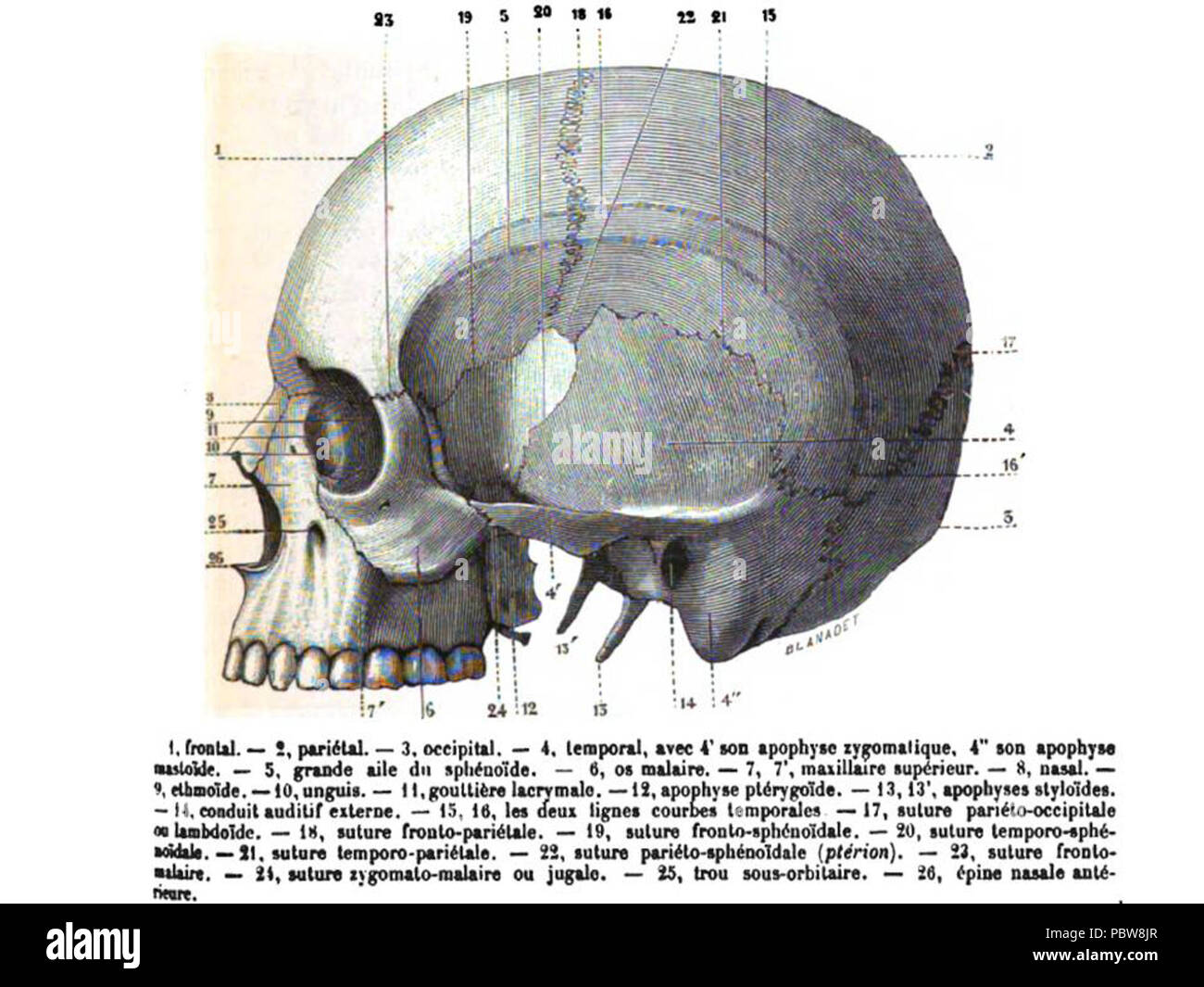 146 cranio. La norma laterale. Fossa Temporale Foto Stock