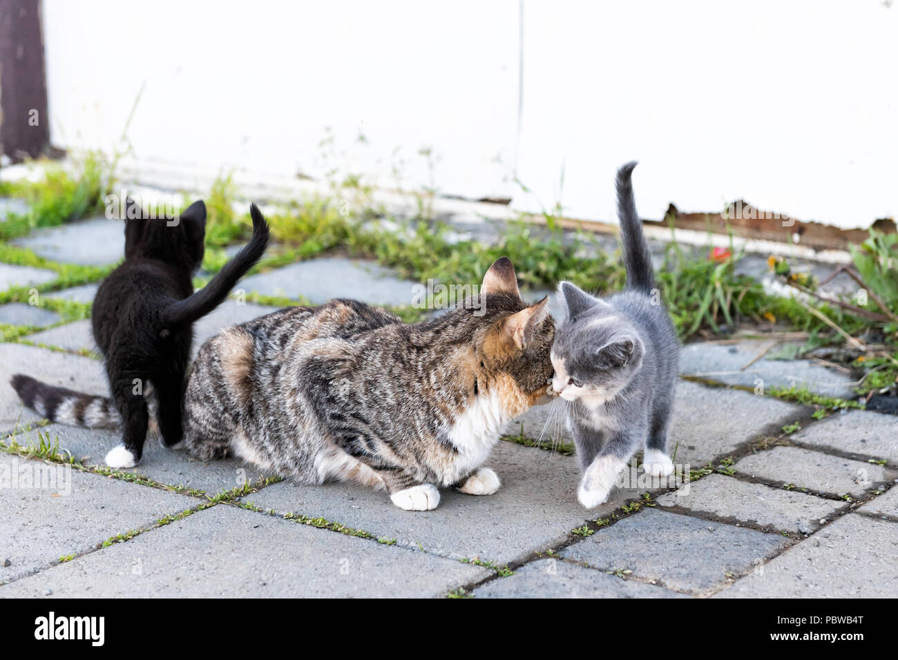 Tabby, calicò madre mom farm vaganti cat e piccolo nero, bianco grigio gattino, Kitty bonding, bunting, sfregamento, toelettatura all'aperto, fuori vicino casa, B Foto Stock