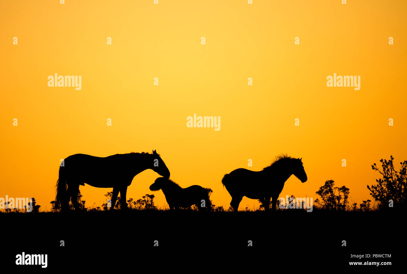 Cavalli a sunrise in Inghilterra del nord est in un caldo giorno d'estate in Luglio durante la canicola del 2018. Regno Unito Foto Stock