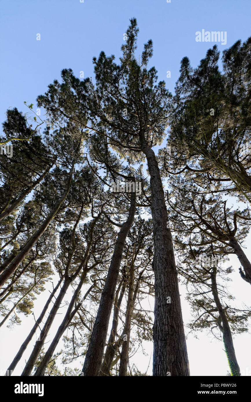 Monterey pini sulle rive dell'isola di Guernsey il serbatoio Foto Stock