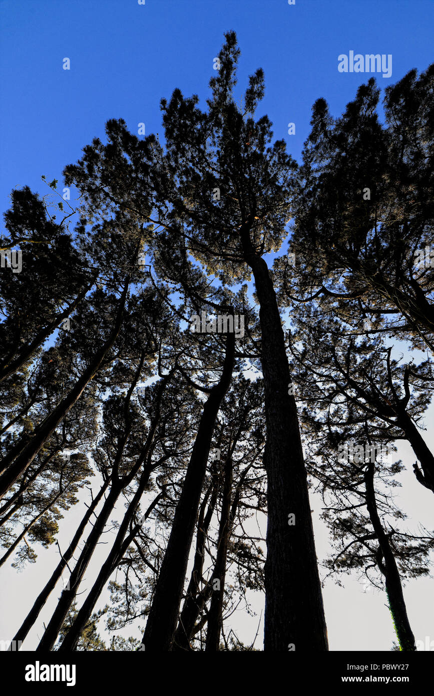 Monterey pini sulle rive dell'isola di Guernsey il serbatoio Foto Stock