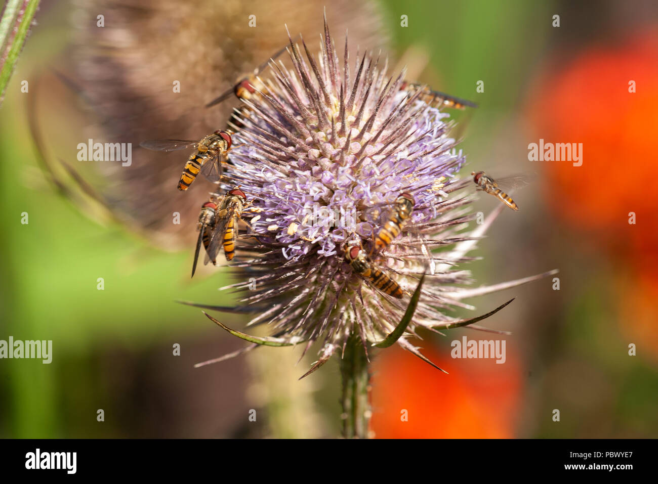 La marmellata di arance vola (hover mosche) su un teasel. Foto Stock