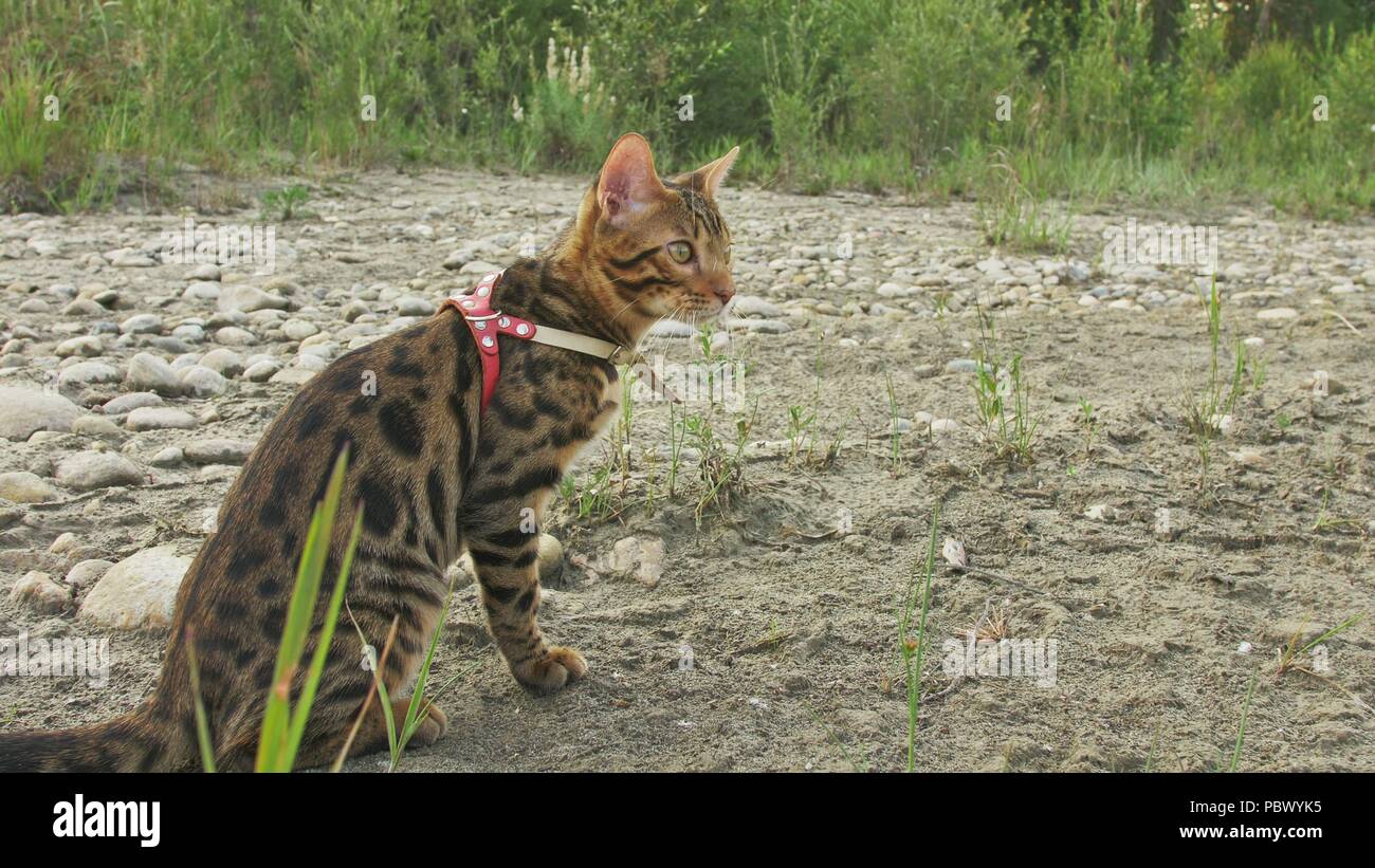 Un Gatto bengala passeggiate sull'erba verde. Il Bengala kitty impara a  camminare lungo la foresta. Asian Leopard Cat cerca di nascondere in erba.  Reed gatto domestico in natura. Il gatto domestico sulla