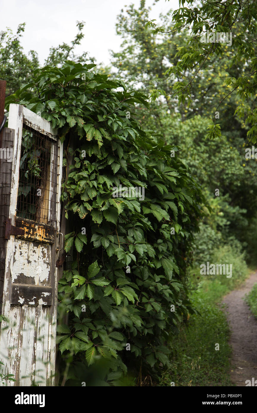 Molto vecchia porta con percorso e natura Foto Stock
