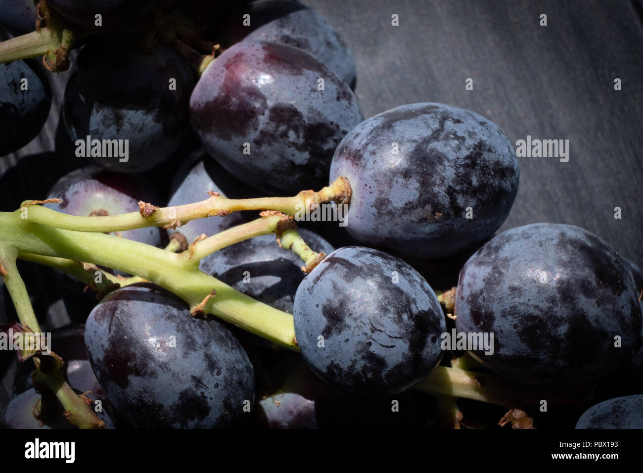 5, 5, fresche succose uve nere su una levetta impostato su sfondo nero Foto Stock