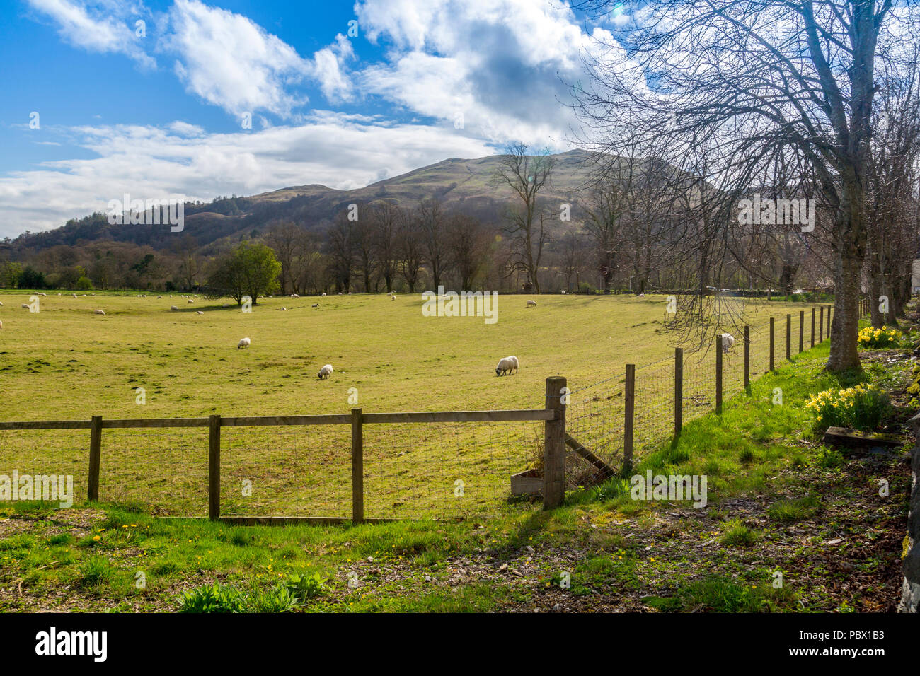 La molla narcisi accanto a un campo di pecore al pascolo in Luss, un villaggio sulle rive di Loch Lomond, Argyll and Bute, Scotland, Regno Unito Foto Stock