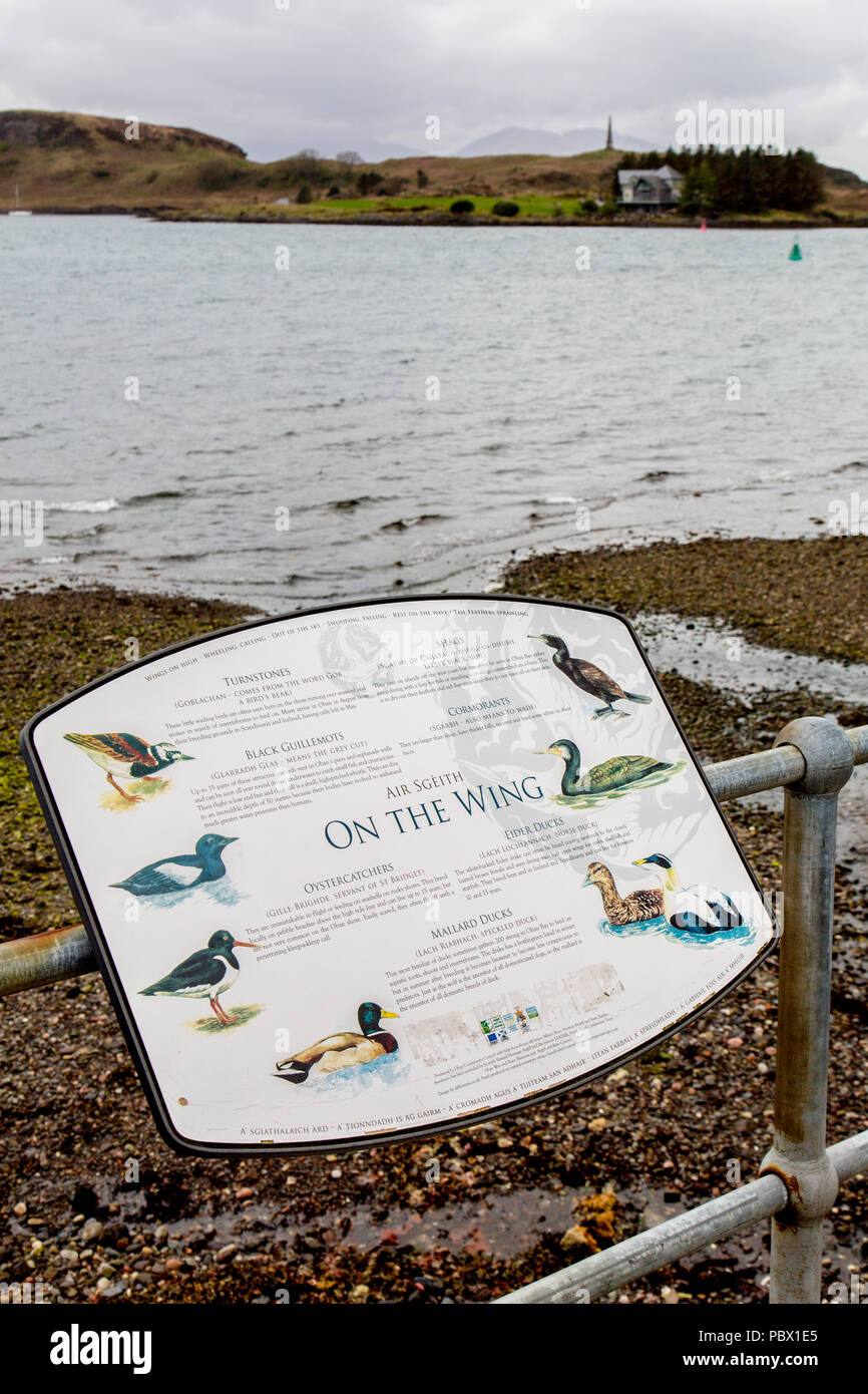 Scheda Informazioni sul lungomare di Oban Harbour circa la vita degli uccelli nella baia, Oban, Argyll and Bute, Scotland, Regno Unito Foto Stock