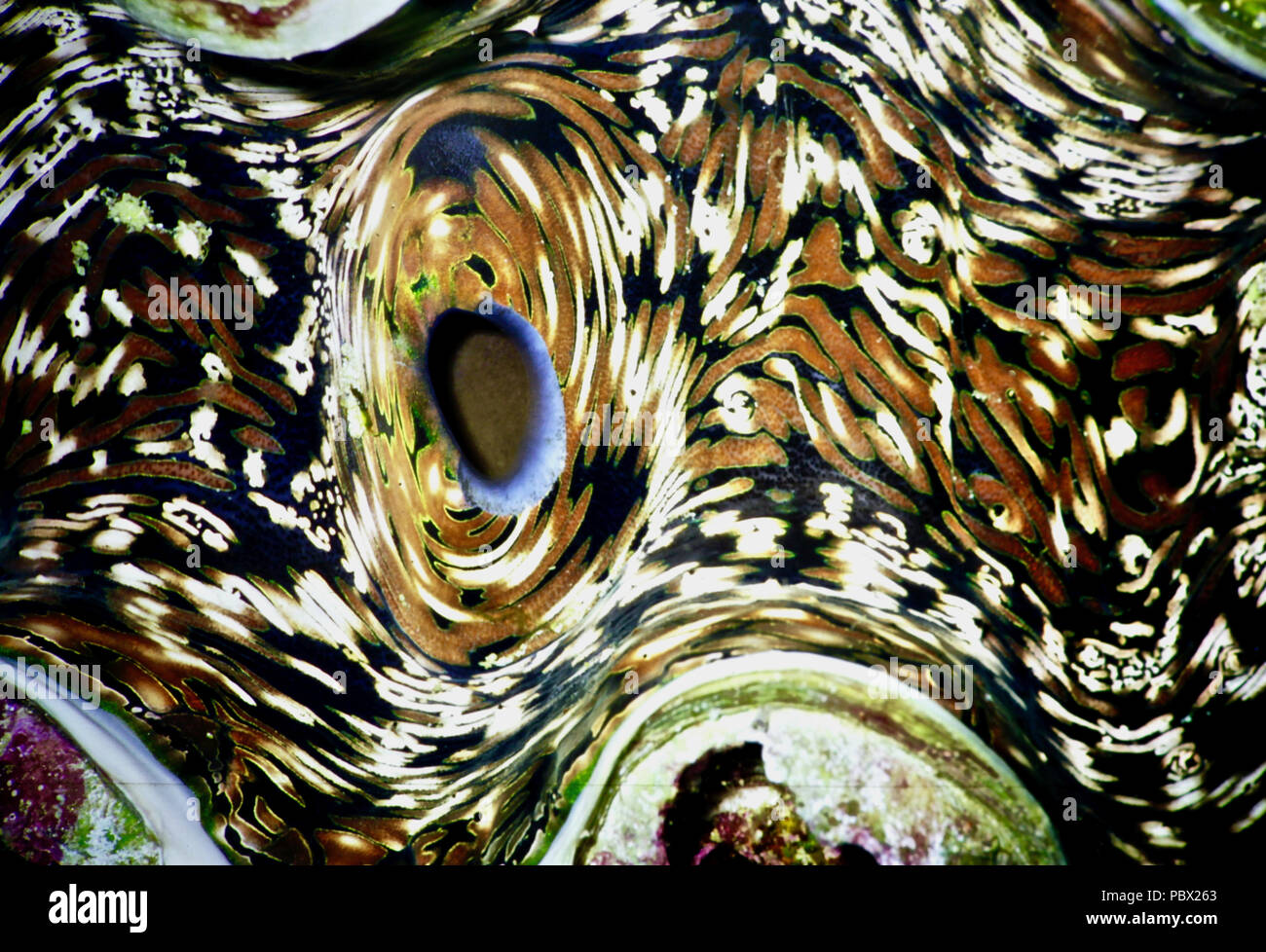 Questa mostra i tessuti di un gigante di clam (Tridacna gigas). Gli individui possono crescere fino a un metro di lunghezza e pesare 200 kg e vivere per 100 anni. La suggestiva e bei modelli nei molluschi mantello sono formate da multi-colore di colonie di unicellulari dinoflagellato alghe simbionti. In cambio di un posto sicuro in cui vivere, le alghe forniscono le vongole con zuccheri attraverso la fotosintesi. Purtroppo, molluschi giganti stanno diventando rari, a causa degli effetti del riscaldamento globale e dell'inquinamento - e perché la loro carne è molto apprezzato dagli esseri umani. La Lista Rossa IUCN afferma che è vulnerabile. Mar Rosso egiziano Foto Stock