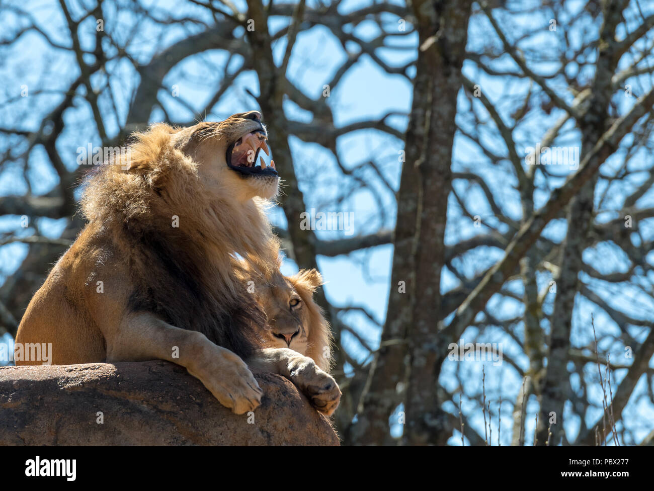 Lion Bares denti mentre è seduto sulla roccia di grandi dimensioni Foto Stock
