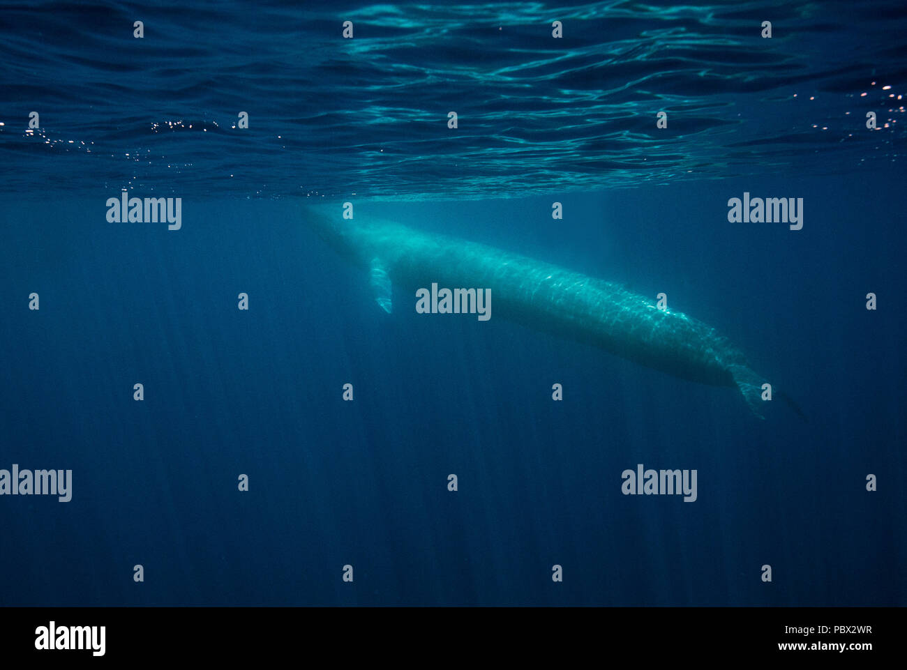 Balenotteri blu balena balaenoptera immagini e fotografie stock ad alta