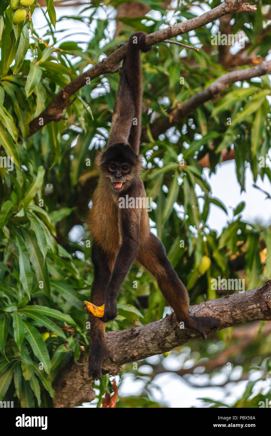 Geoffroy's spider monkey, Ateles geoffroyi, noto anche come black-consegnato spider monkey Foto Stock