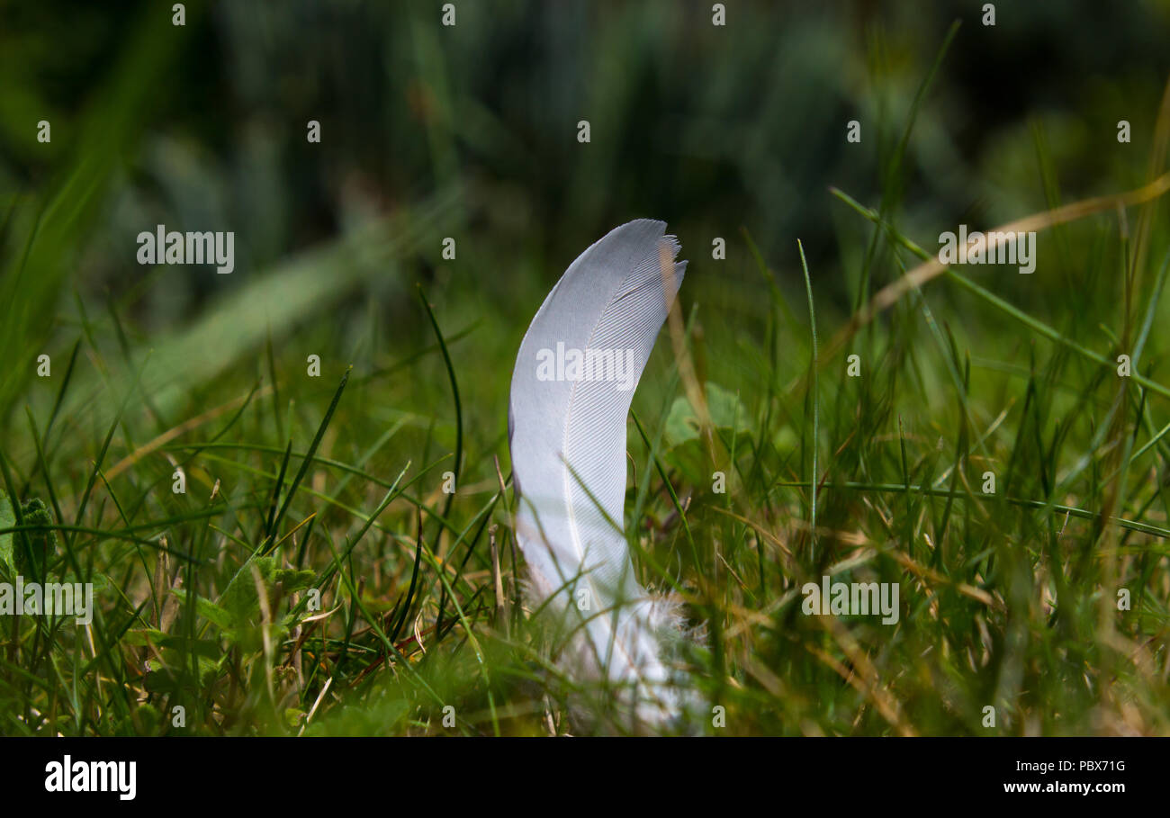 Perso white bird giù nel giardino in erba Foto Stock