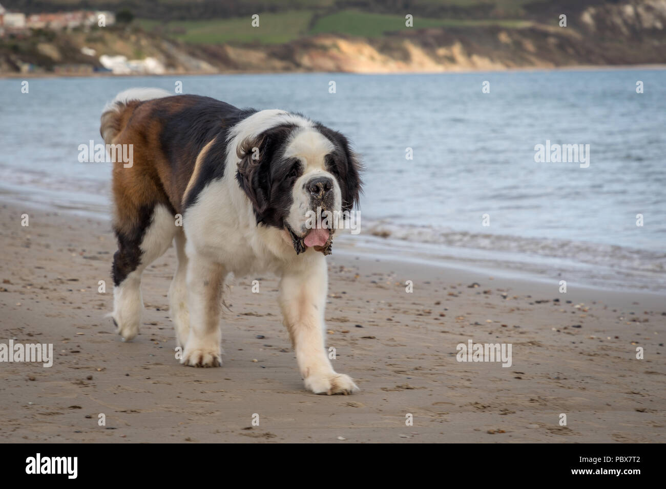 Splendida Gran San Bernardo cane a camminare sulla spiaggia Foto Stock
