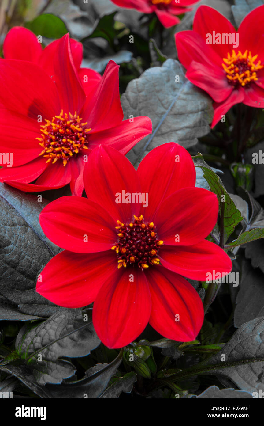 Dahlia 'Wink' rosso brillante con fiori molto foglie scure.Ideale per lettiere o impianto di pot. Foto Stock