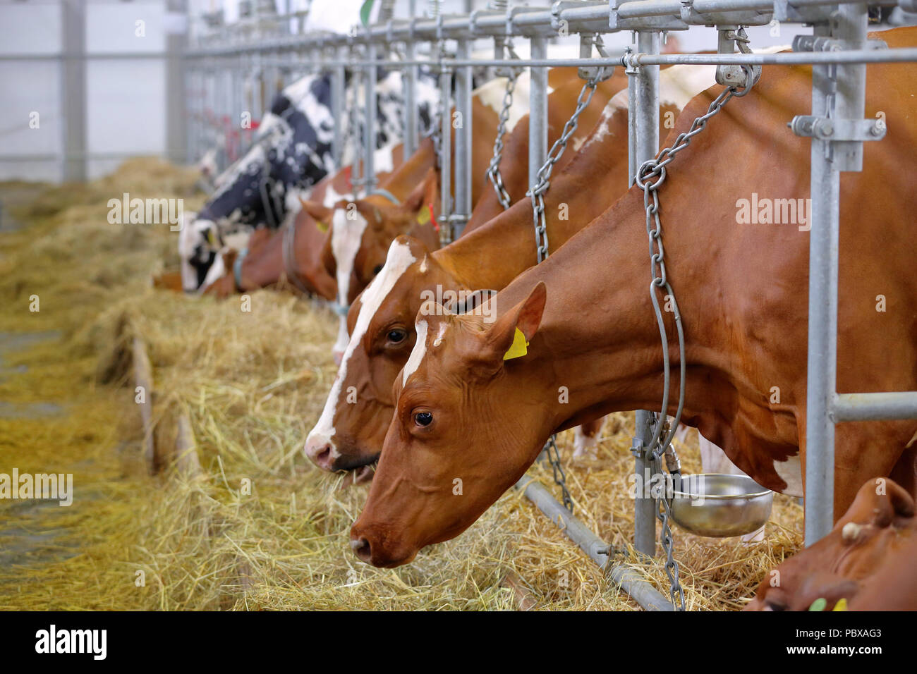 Brown vacche nella stalla in agriturismo Foto Stock