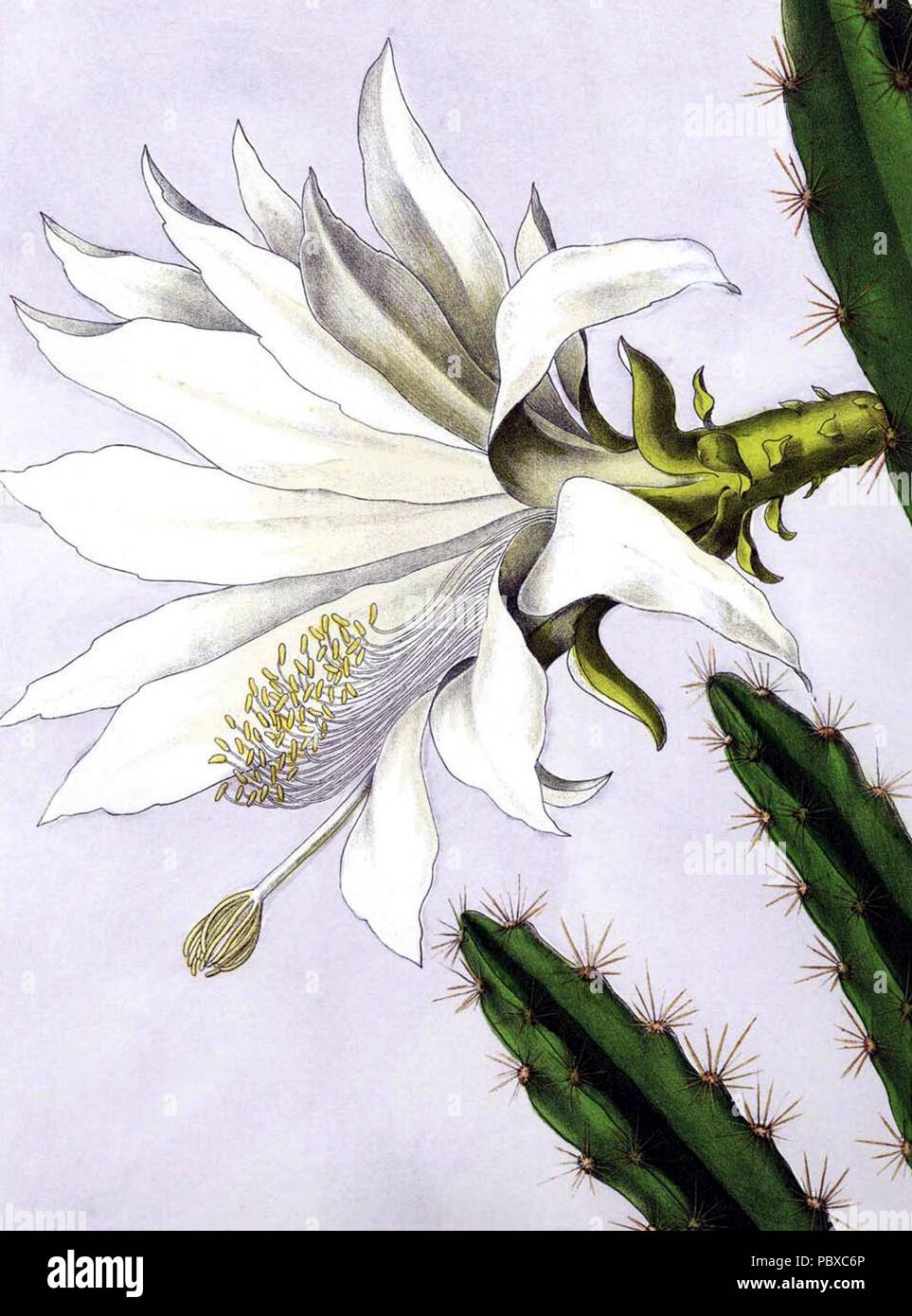 165 Disocactus speciosus BlKakteenT157 Foto Stock