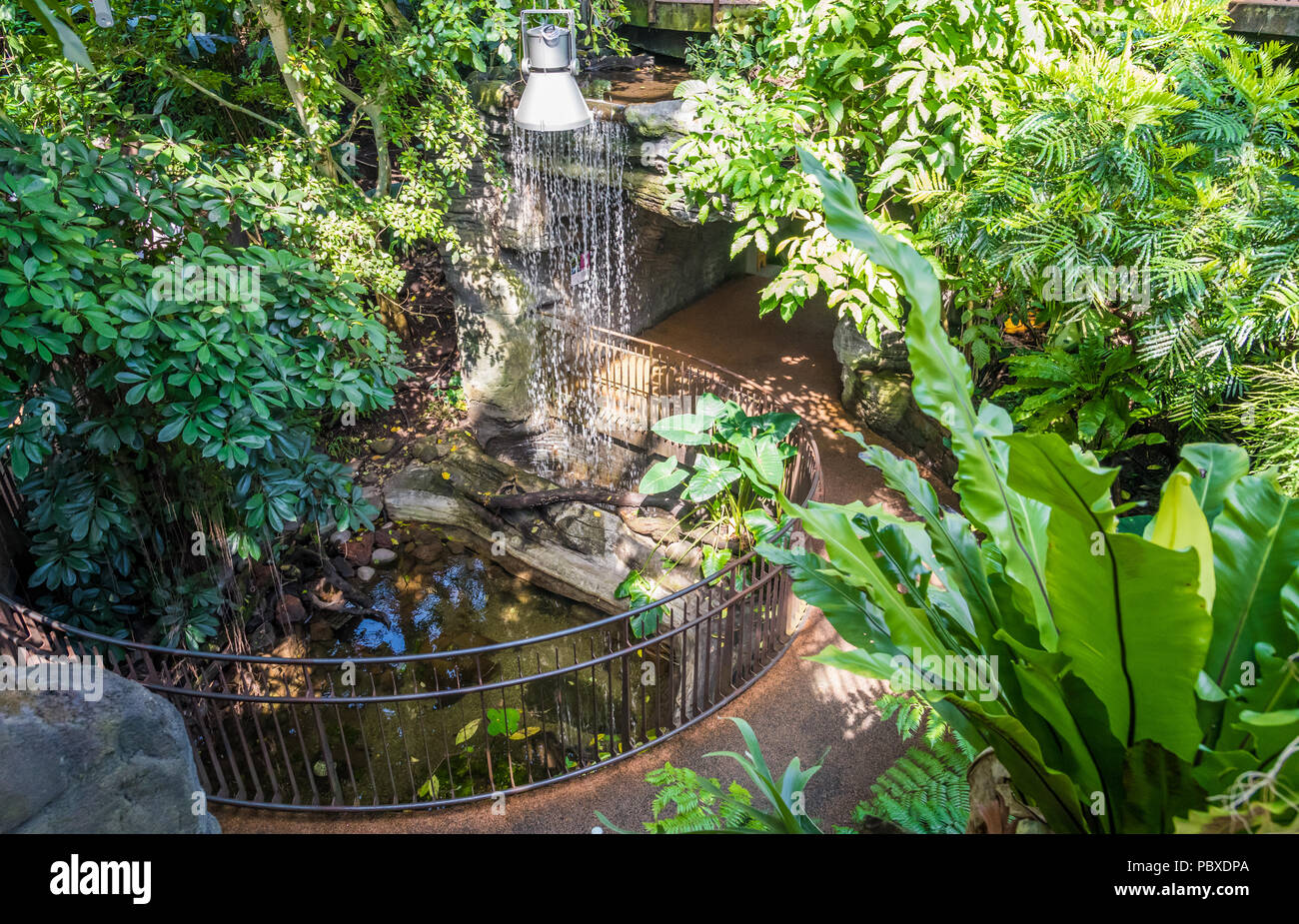 Serra tropicale del Museo della Scienza di Trento, Italia. La serra ricrea una parte della foresta pluviale africana con cascate e veget univoco Foto Stock