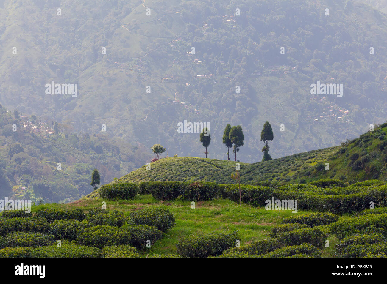 La piantagione di tè, Darjeeling, India. Foto Stock