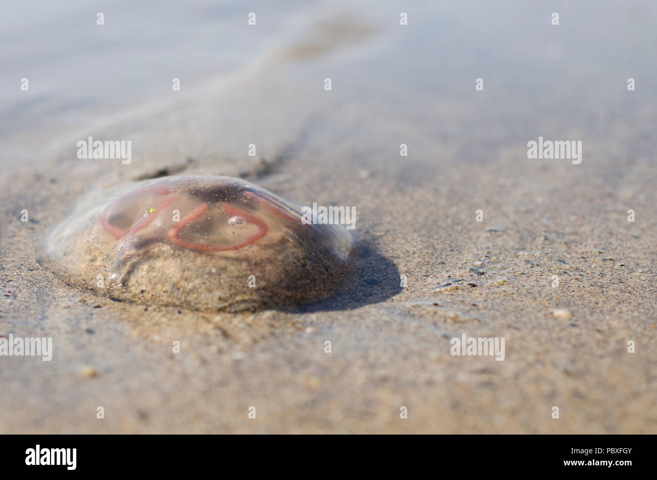 Luna Medusa lasciato sulla spiaggia Foto Stock