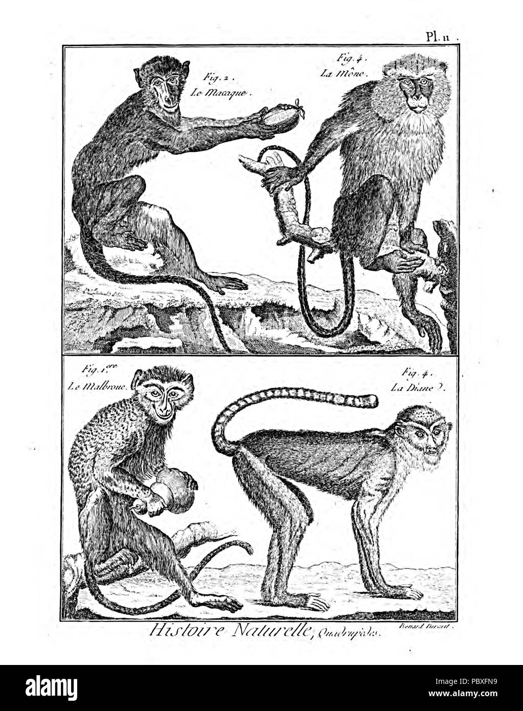 189 Encyclopédie méthodique - Mammalogie, PL11 Foto Stock