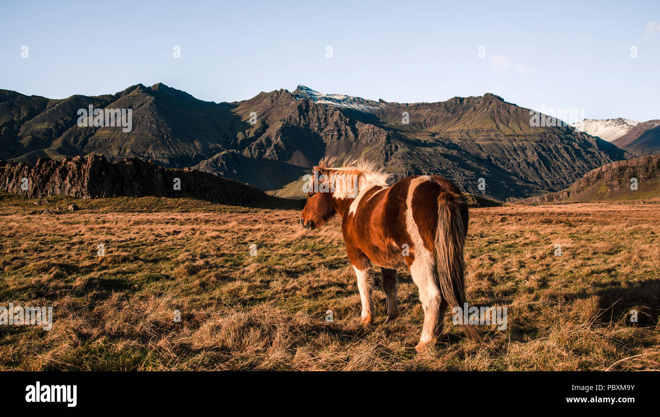 Cavallo islandese, Islanda, Europa Foto Stock