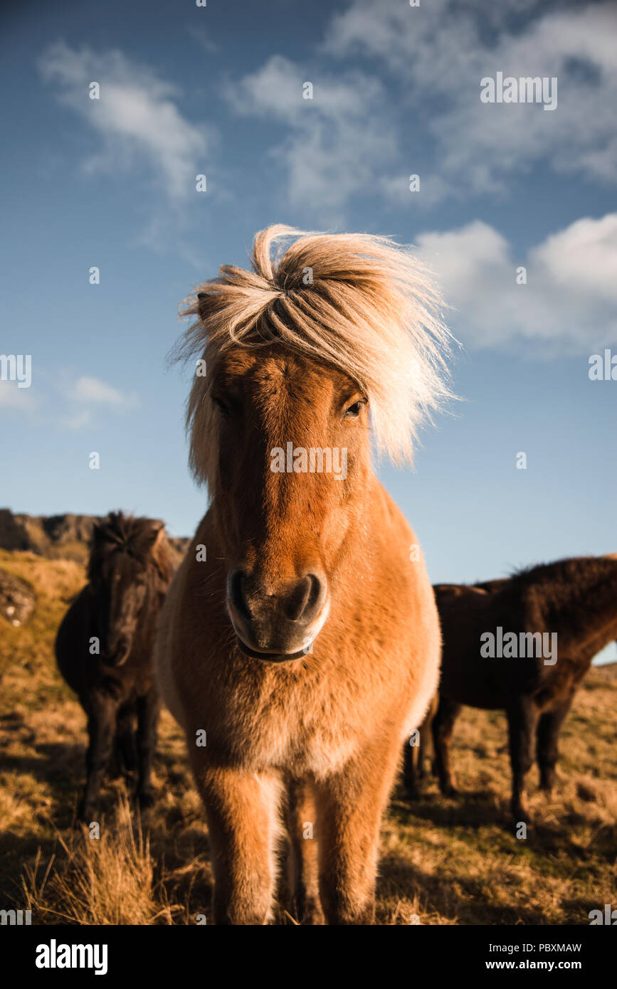 Cavallo islandese, Islanda, Europa Foto Stock