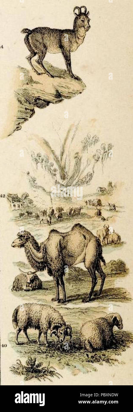 231 Fullarton, A. &AMP; Co. Caucausus &AMP; la Crimea. 1872 (L) Foto Stock