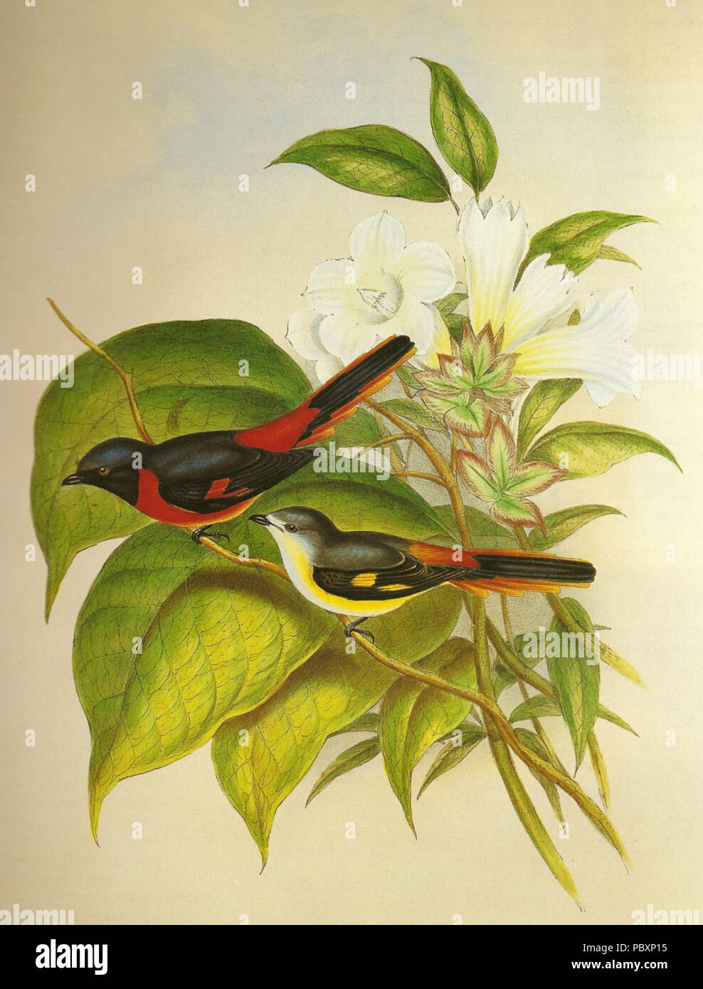 477 PericrocotusCinnamomeusGould Foto Stock 477 PericrocotusCinnamomeusGould Foto Stock