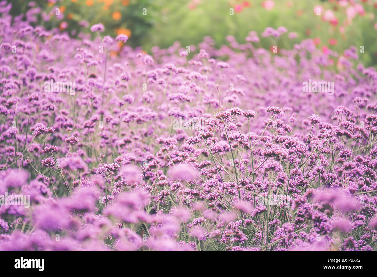 Verbena Bonariensis è una pianta perenne che fiorisce in tarda estate Foto  stock - Alamy