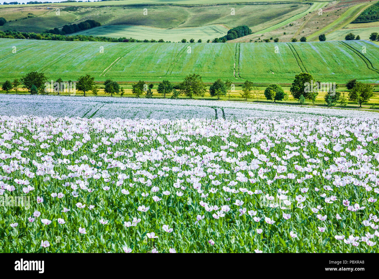 Un campo di coltivare papaveri bianchi sui bassi di Marlborough nel Wiltshire. Foto Stock