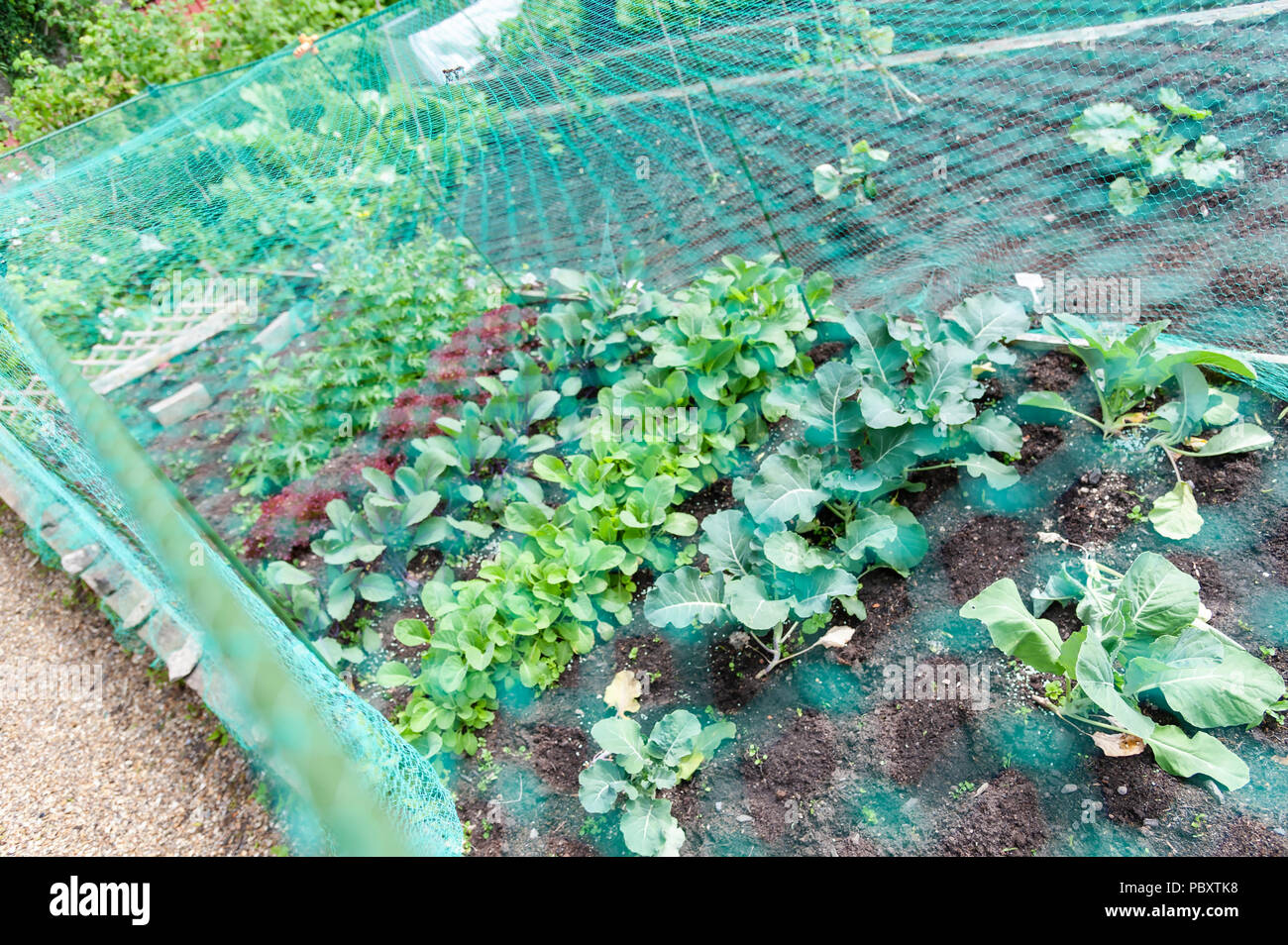 Coltivazione di verdure al di sotto di una rete di protezione. Foto Stock