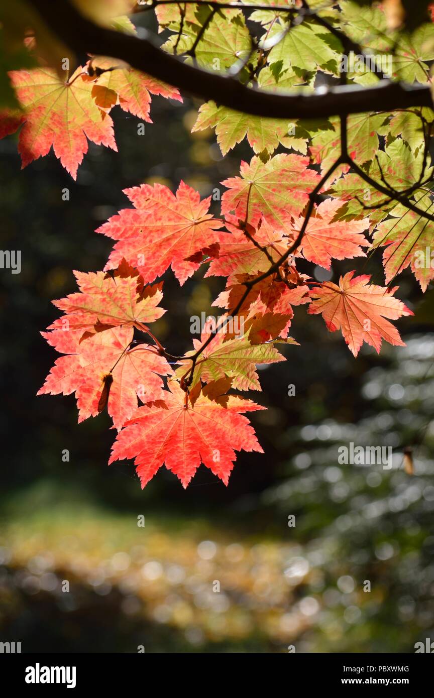 Acer japonicum vitifolium Foto Stock