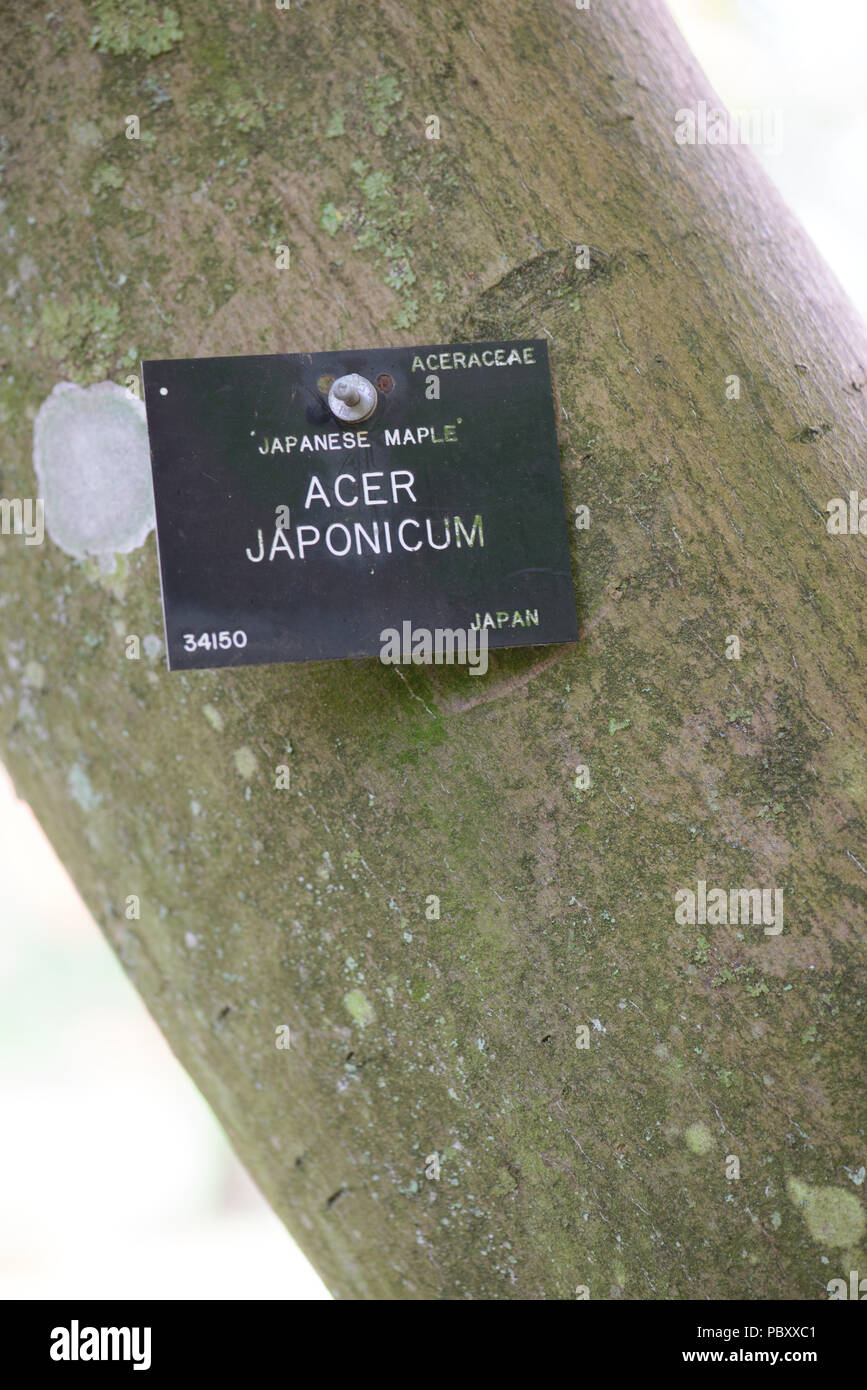 Acer japonicum Foto Stock