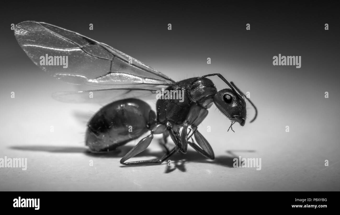 Close up di un flying ant Foto Stock