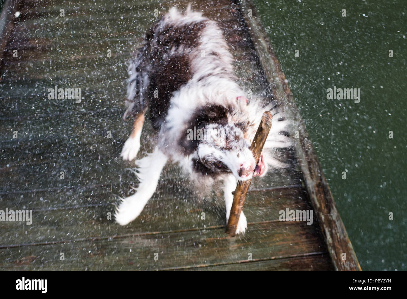 Cane bagnato Scuotere con bastone sul Dock Foto Stock