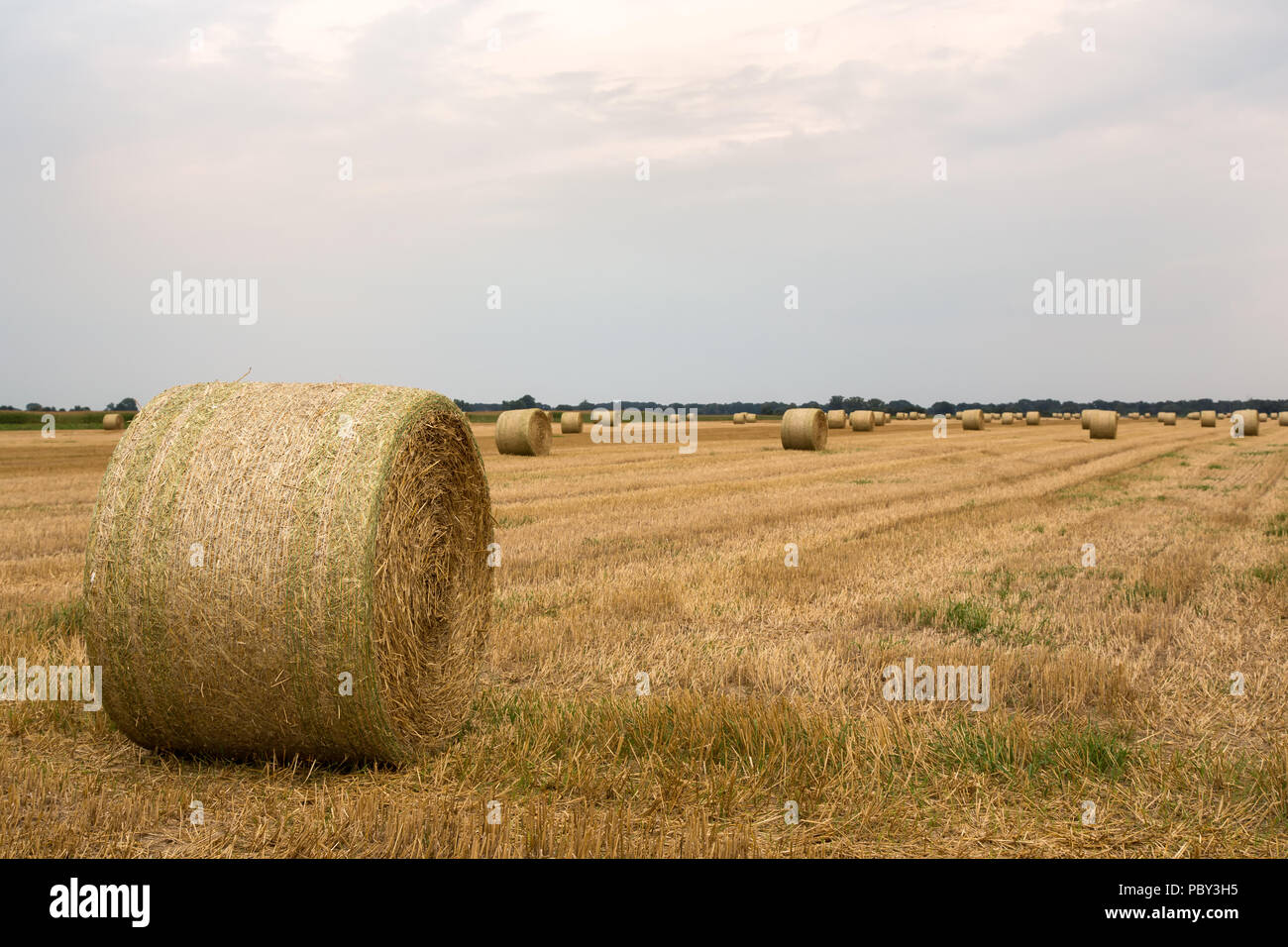 Balle di paglia pronti per la raccolta su un campo in tarda estate No. 2 Foto Stock