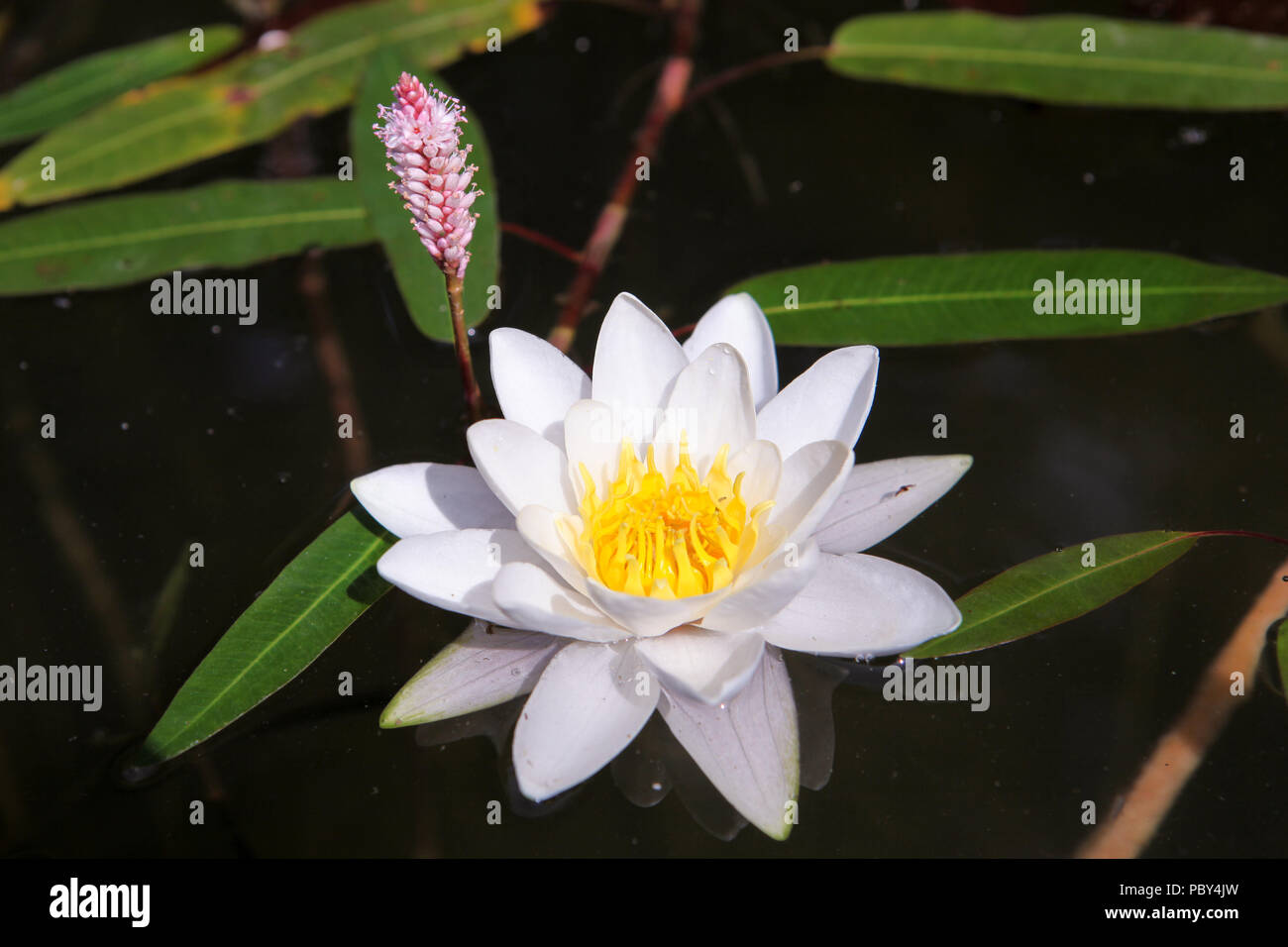Bellissimo fiore di loto, bianco Nymphaea alba o acqua giglio tra il verde delle foglie con il polline giallo e piccoli fiori di colore rosa sullo sfondo, close up Foto Stock