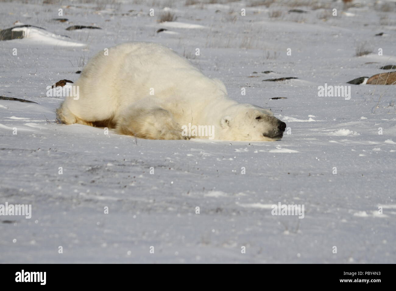 Orso polare, Ursus Maritimus, scorrendo verso il basso la neve fresca vicino alle rive della Baia di Hudson, Churchill, Manitoba, Canada Foto Stock