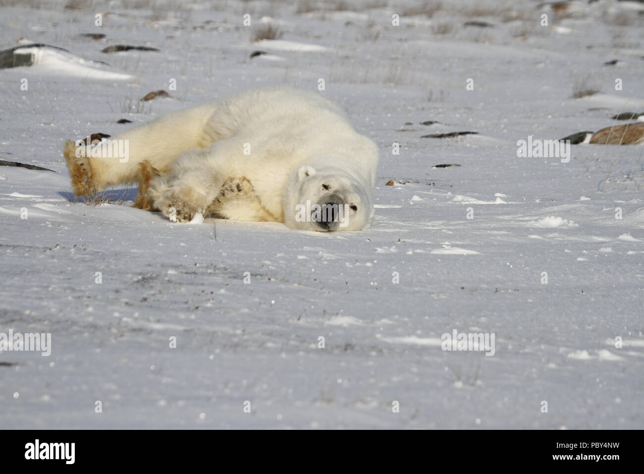 Orso polare, Ursus Maritimus, rotolando sulla neve in una giornata di sole, vicino alle rive della Baia di Hudson, Churchill, Manitoba, Canada Foto Stock