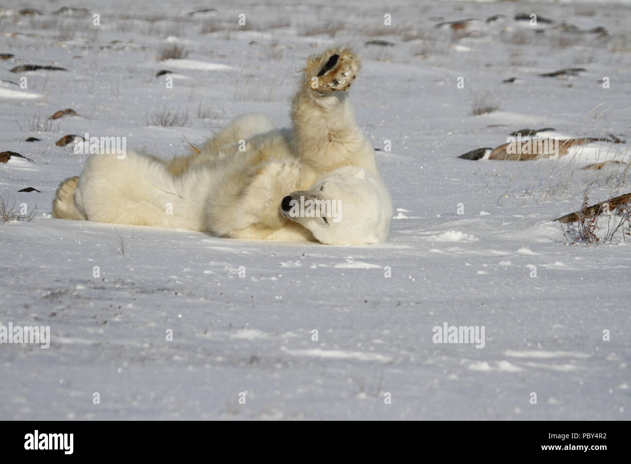 Orso polare, Ursus Maritimus, rotolando sulla neve in una giornata di sole, vicino alle rive della Baia di Hudson, Churchill, Manitoba, Canada Foto Stock